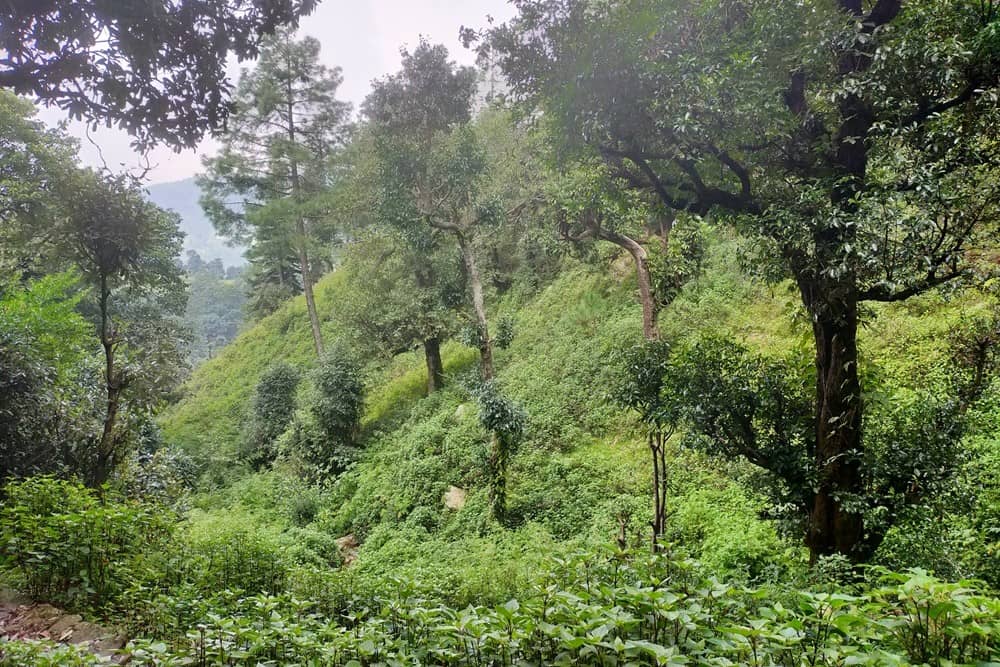 Trek to the cave
