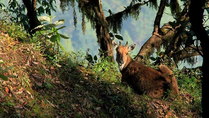 Binsar wildlife sanctuary