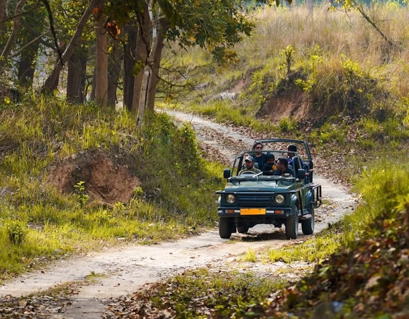 Safari at Rajaji National Park