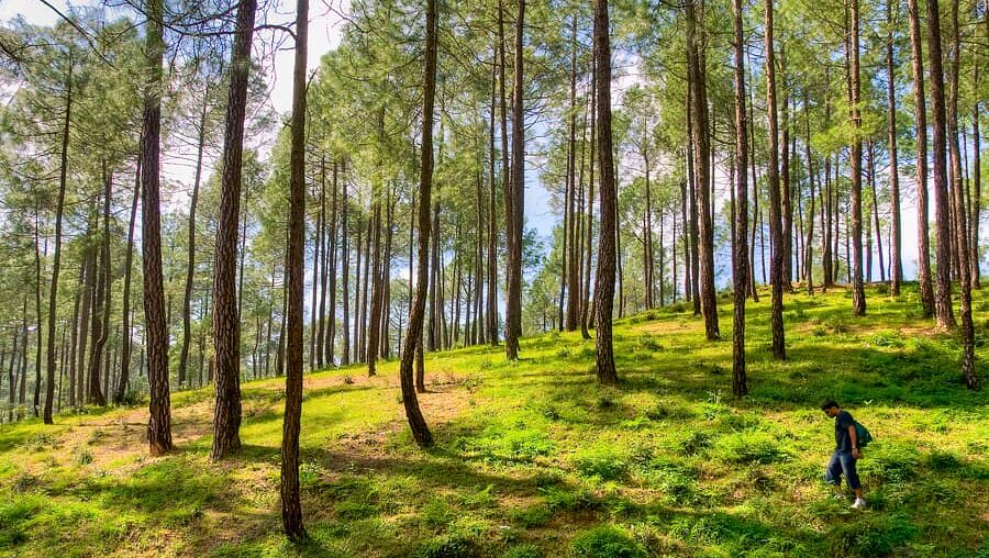 India’s First Forest Healing Centre in Ranikhet, Uttarakhand