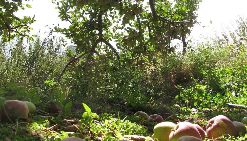 Harsil- Apple Orchard