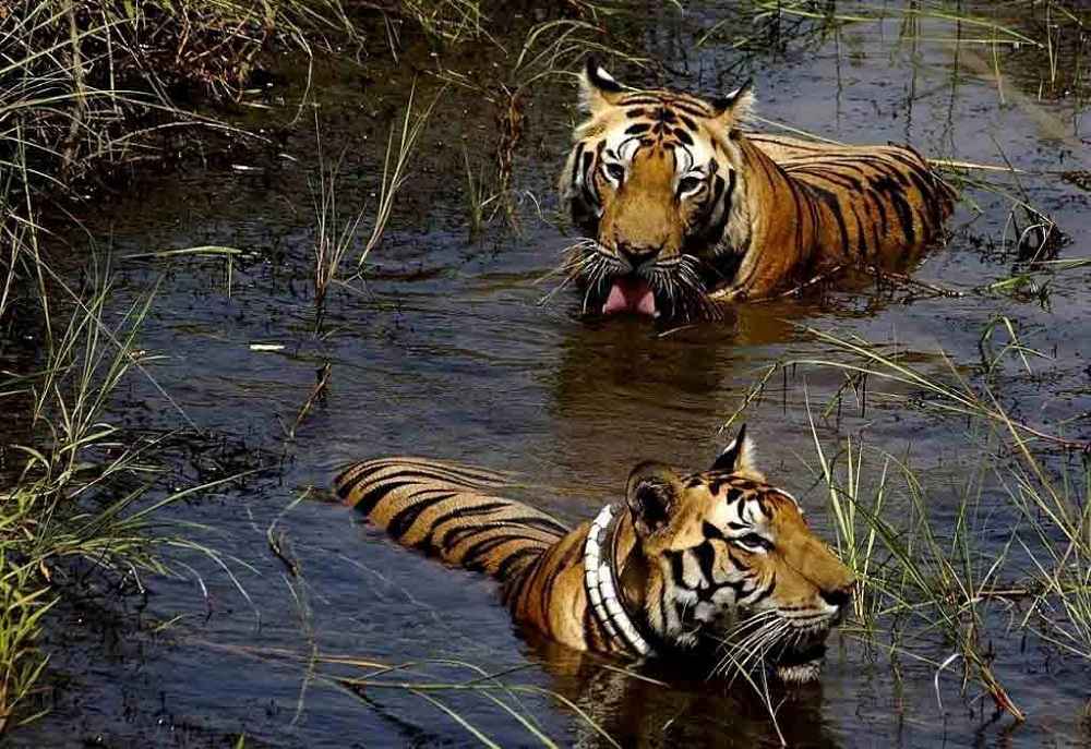Now Open, The Great Monsoon Safari - Jim Corbett, Rajaji Tiger Reserve & Jhimil Jheel in Uttarakhand