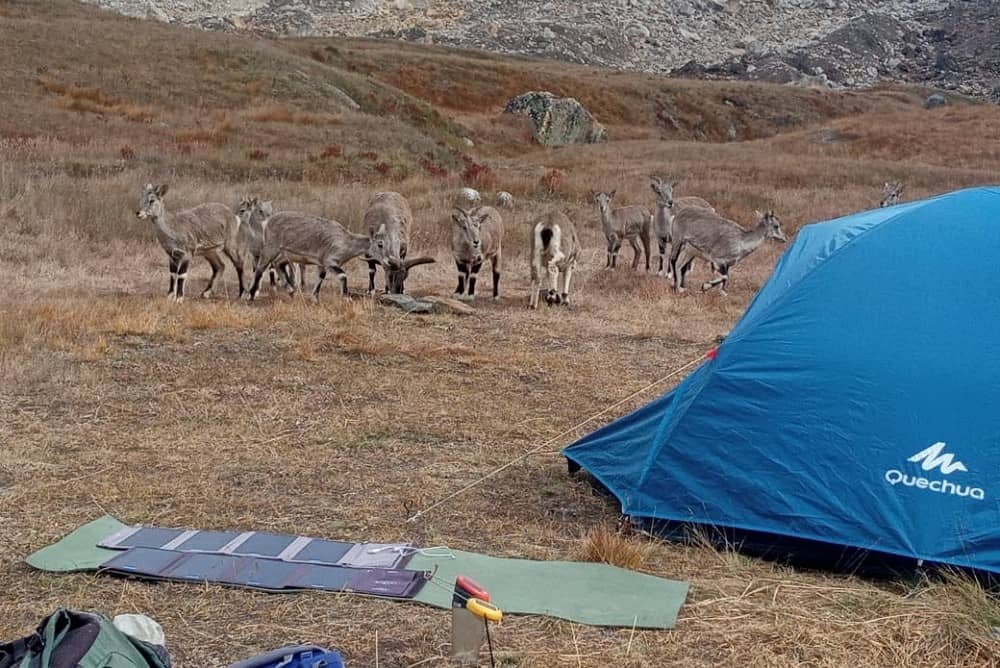 Gangotri National Park