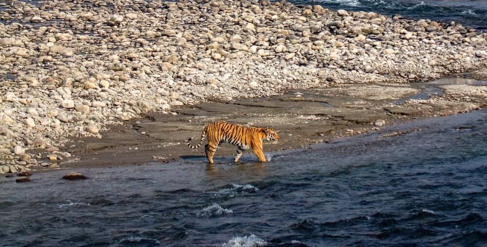 Rajaji Tiger Reserve Conservation Foundation
