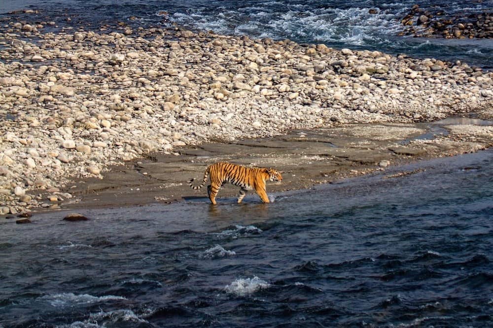 Rajaji Tiger Reserve Conservation Foundation: Best Places To Visit in Rishikesh