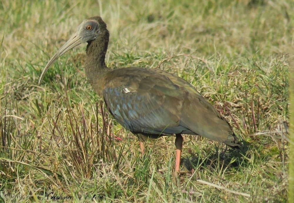 Jhilmil Jheel Reserve Conservation
