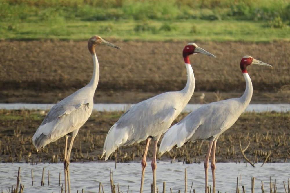 Birding Jawai Rajasthan
