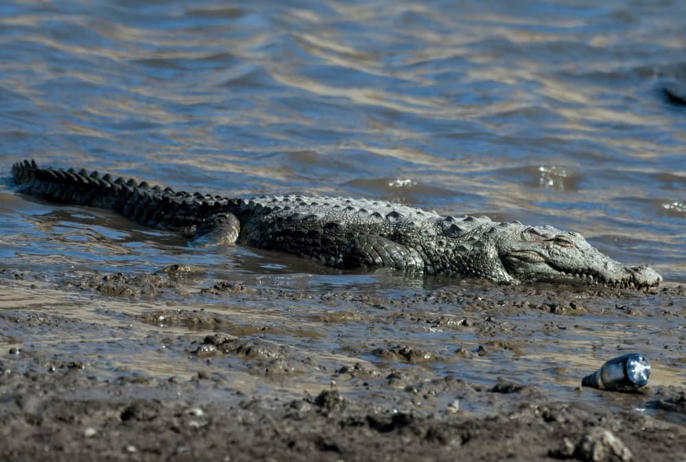 Crocodile Haven Jawai