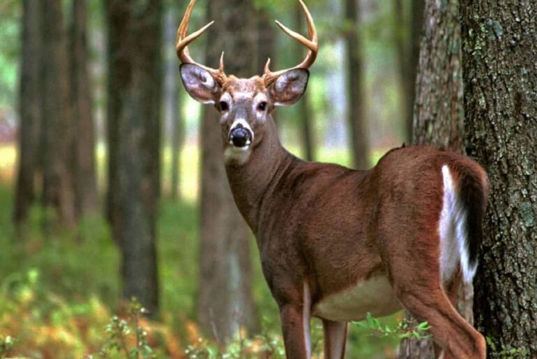 Musk Deer Sanctuary in Uttarakhand