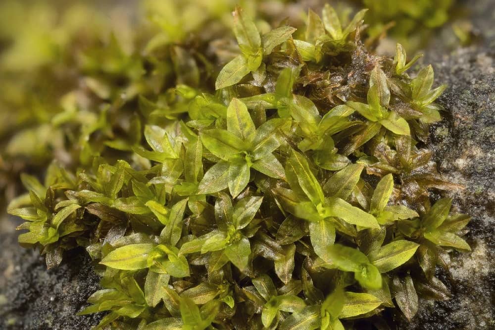 Hyophila involuta Moss Garden Nainital