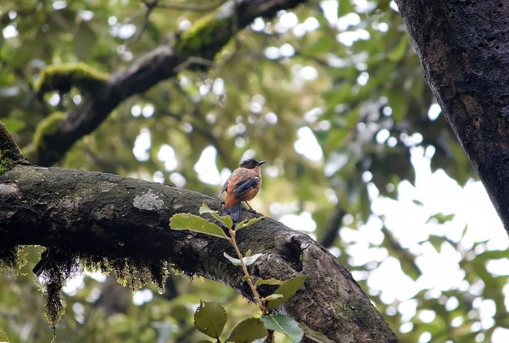 Himalayan Bird- Rufus Sibia