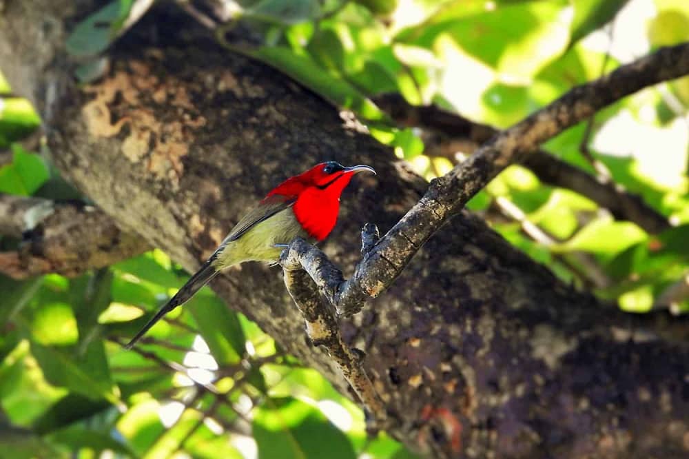 Kilbury Bird Sanctuary Uttarakhand India