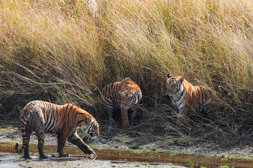 Tigers in Jim Corbett National Park in Uttarakhand