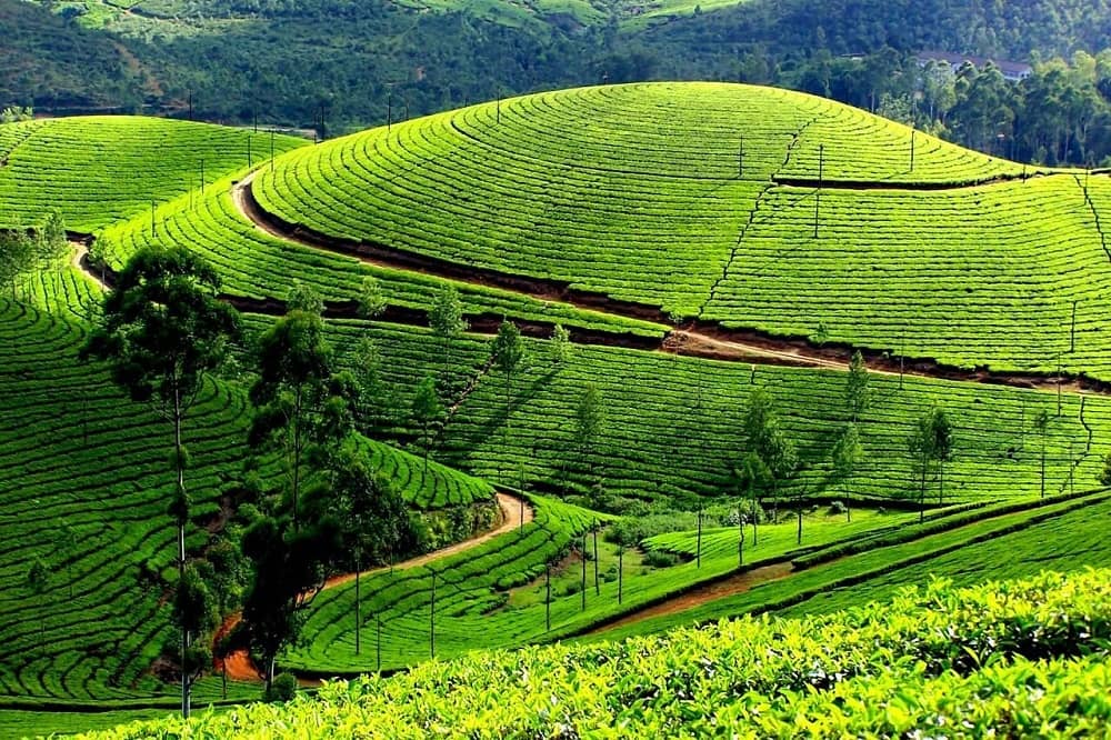 Monsoon Tourist Places in India Munnar, Kerala: Monsoon Tourist Places in India