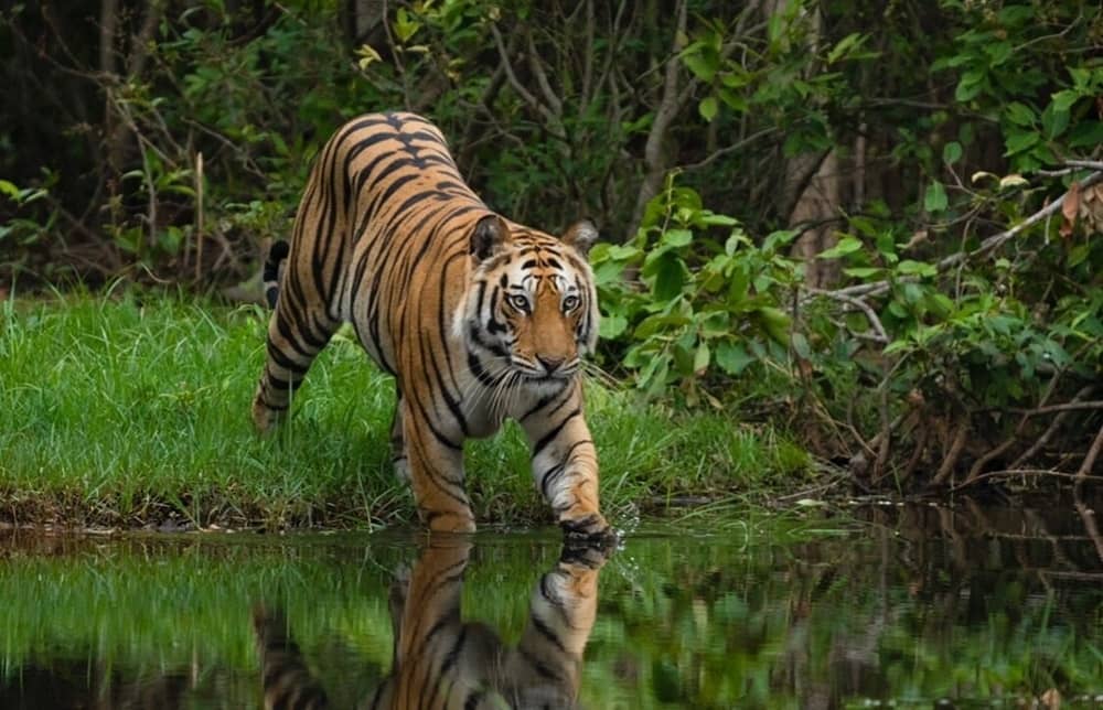 Bandhavgarh National Park Madhya Pradesh