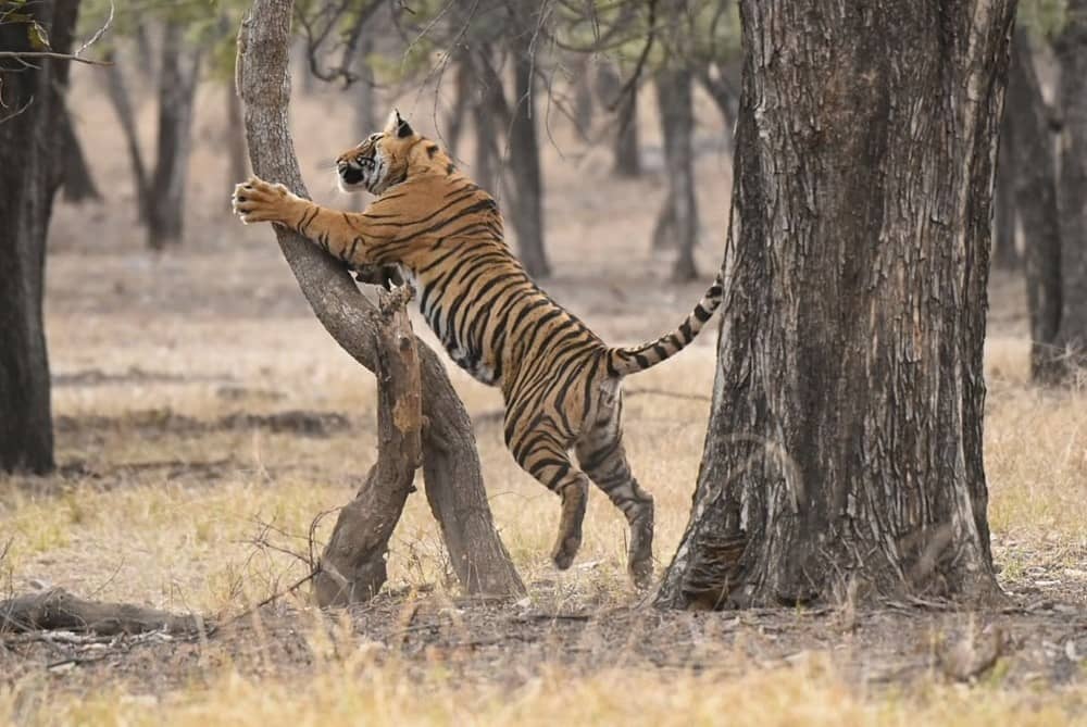 Ranthambore National Park, Rajasthan