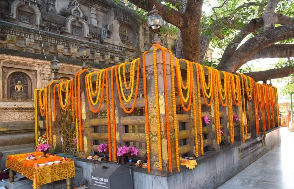 Bodhi Tree Bodhgaya Bihar India