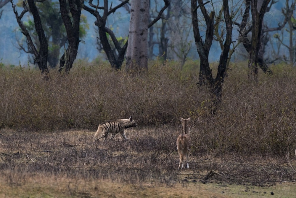 Hyena at Rajaji National Park Dehradun