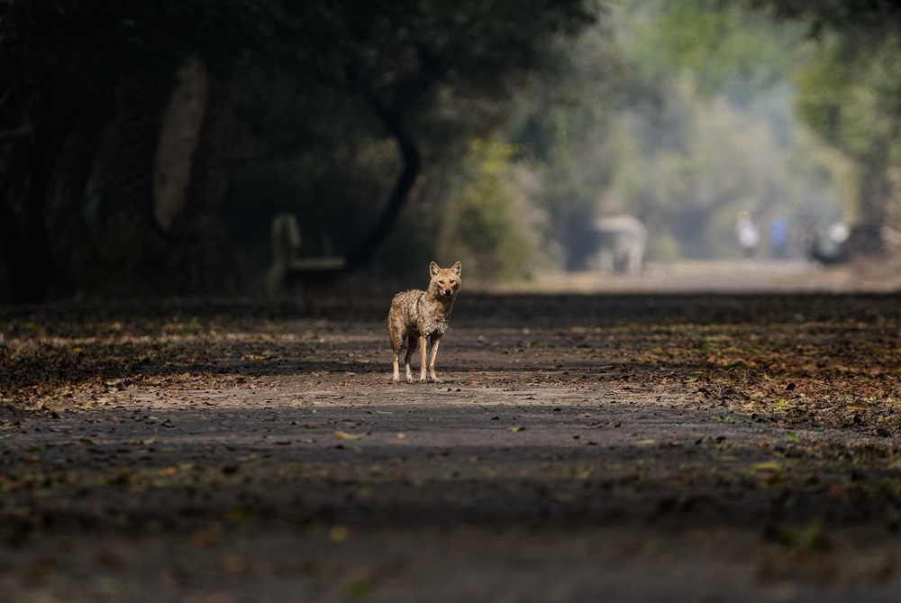 Keoladeo Ghana National Park, Bharatpur