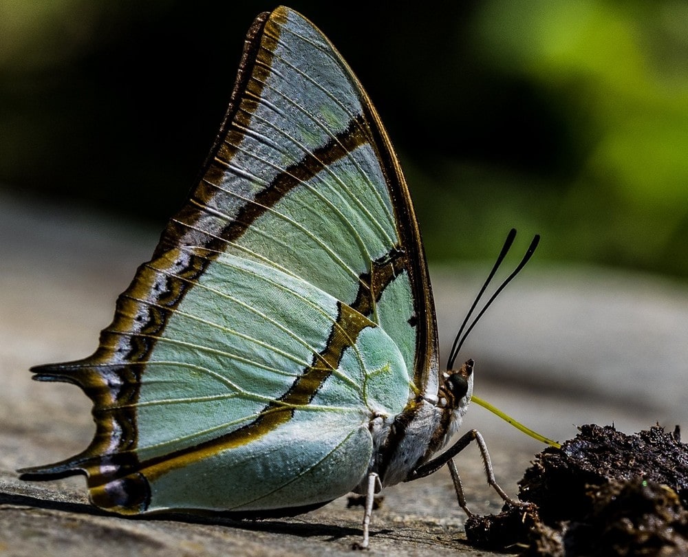 Devalsari. Butterfly
