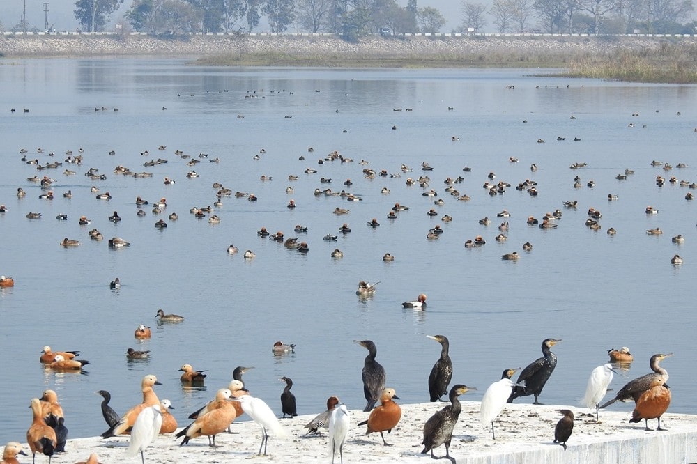 Asan Barrage Dehradun