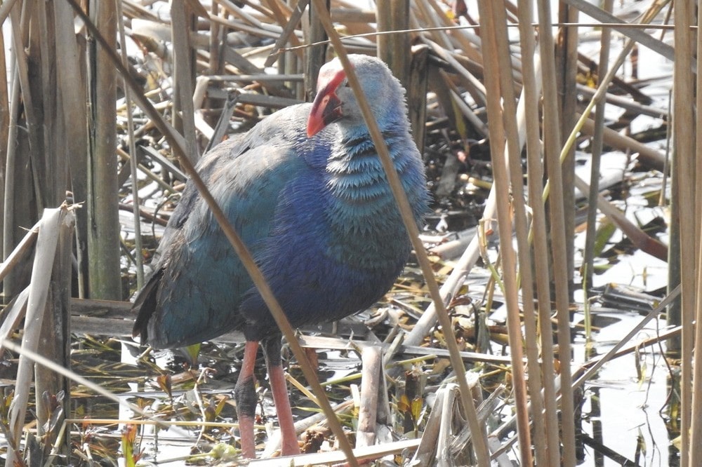 Birding in Dehradun