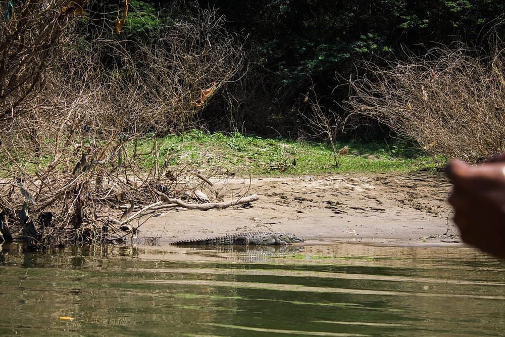 Crocodile in the river