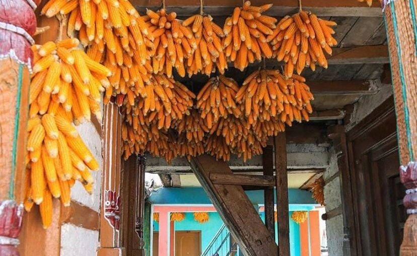 Corn Village Mussoorie Uttarakhand