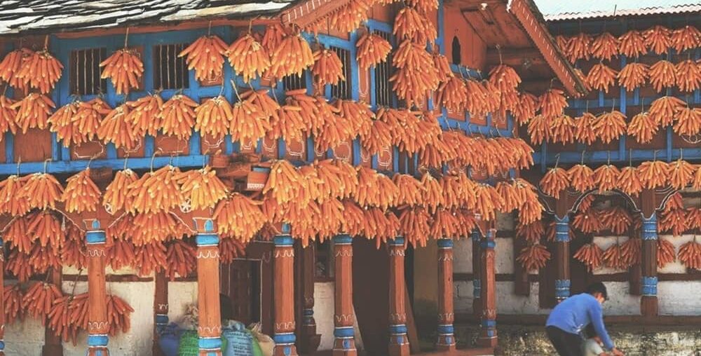 Corn Village Uttarakhand India