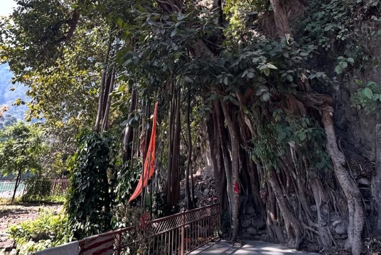 Banyan Tree near Vashistha Cave