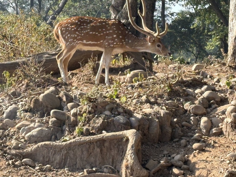 Jim Corbett National Park