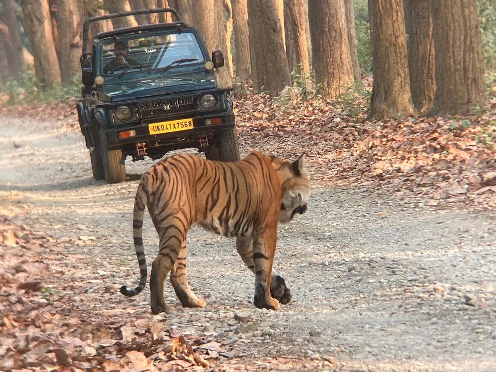 Corbett Dhikala Jeep Safari