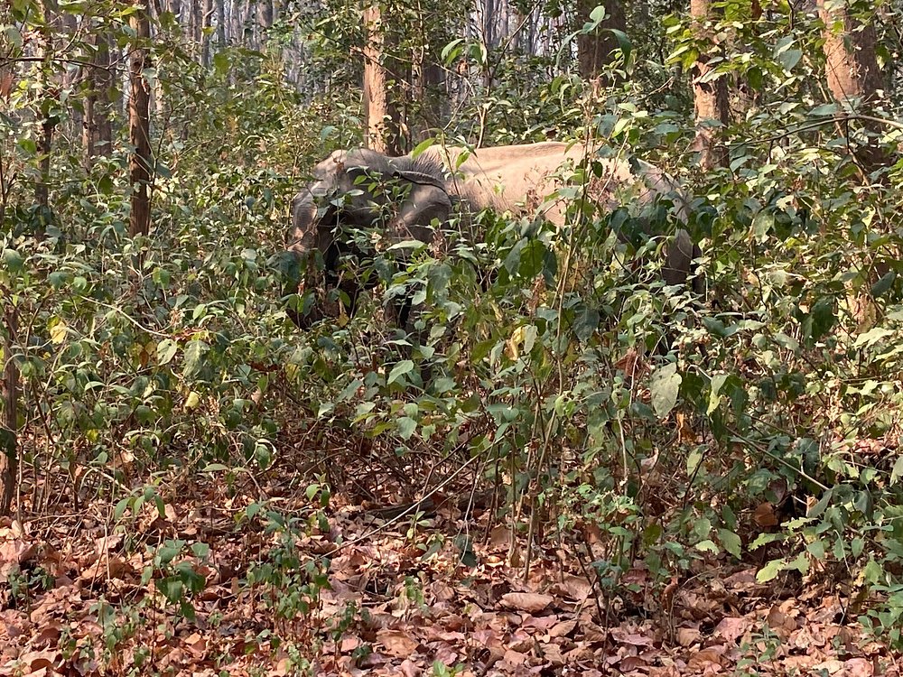 Elephant Jim Corbett Dhikala Zone