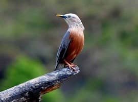birding rajaji national park