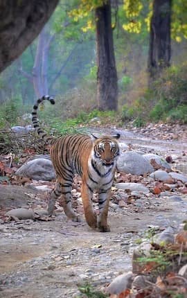 tigers rajaji national park