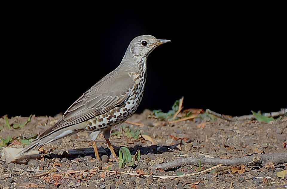 Mistle thrush. Kedarnath Musk Deer Sanctuary Uttarakhand