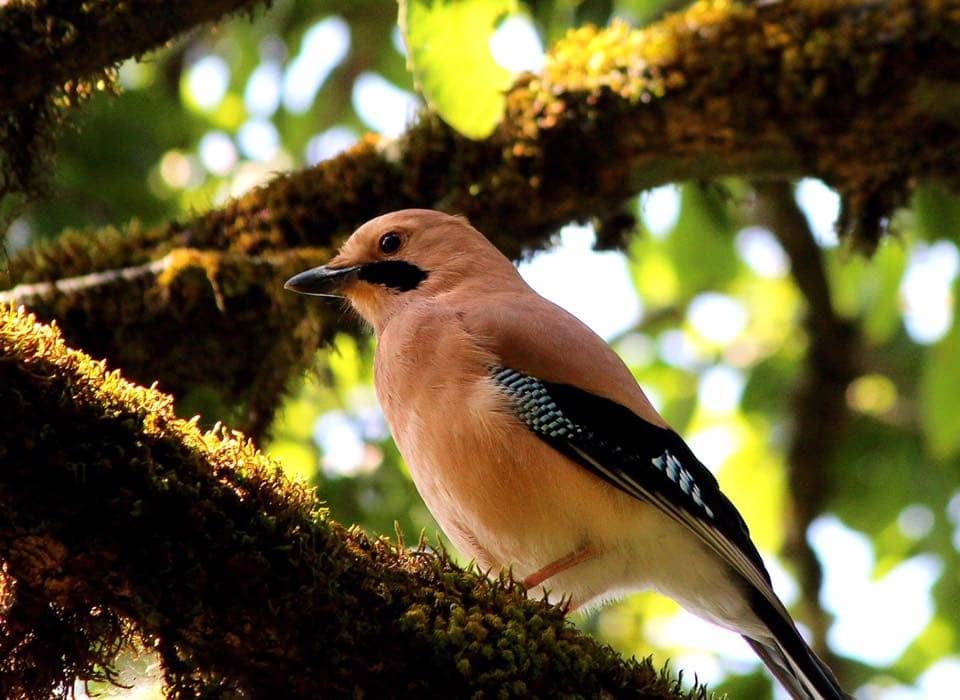 The Moustached Jay 