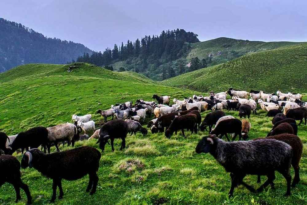 Heard of the Goats on the slope of Dudhatoli Uttarakhand
