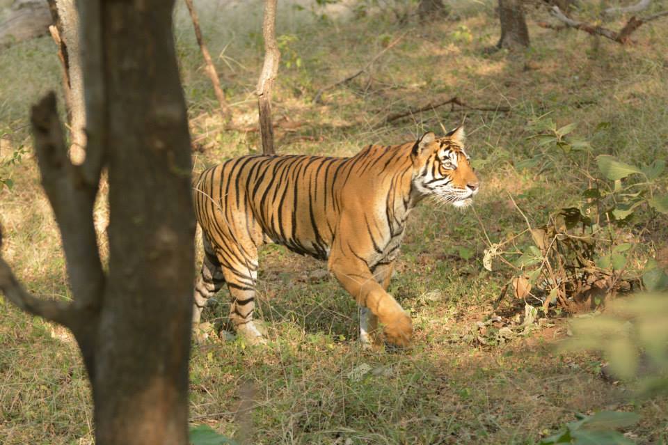 Rajaji National Park in Rishikesh