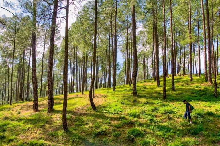 Forest Healing Centre in Ranikhet