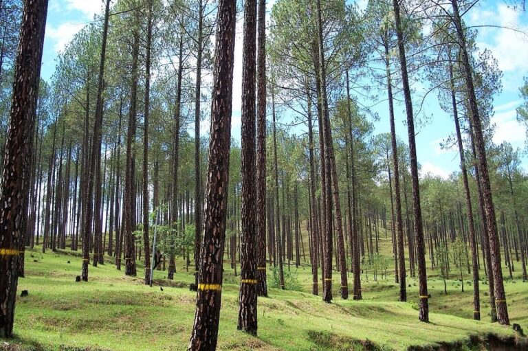 Ranikhet Forest Healing centre