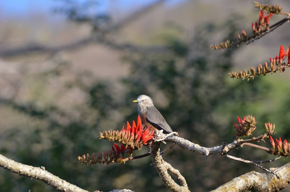 Grey Headed Myna