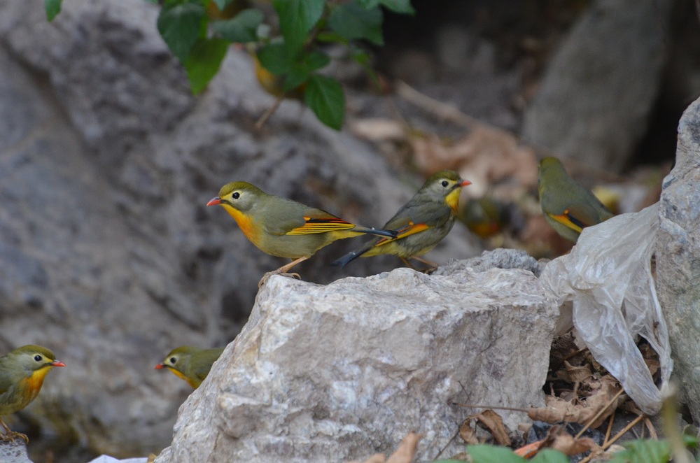 Red-Billed Leiothrix