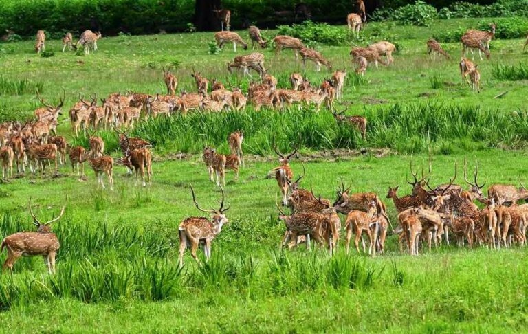 Rajaji Tiger Reserve and Jhimil Jheel