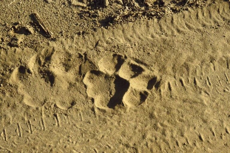 Rajaji Tiger Reserve