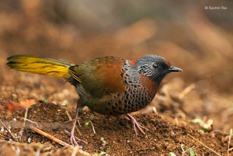 Birdwatching in India