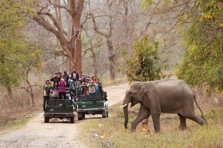 Rajaji National Park Safari Booking