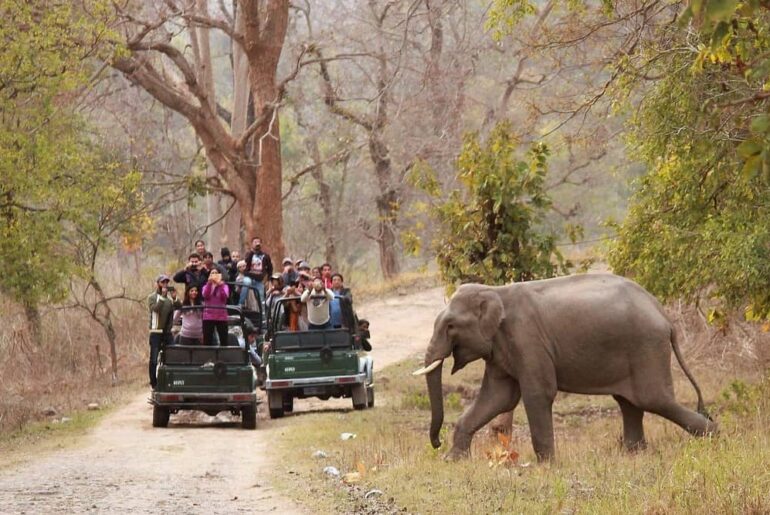 Rajaji National Park Safari Booking