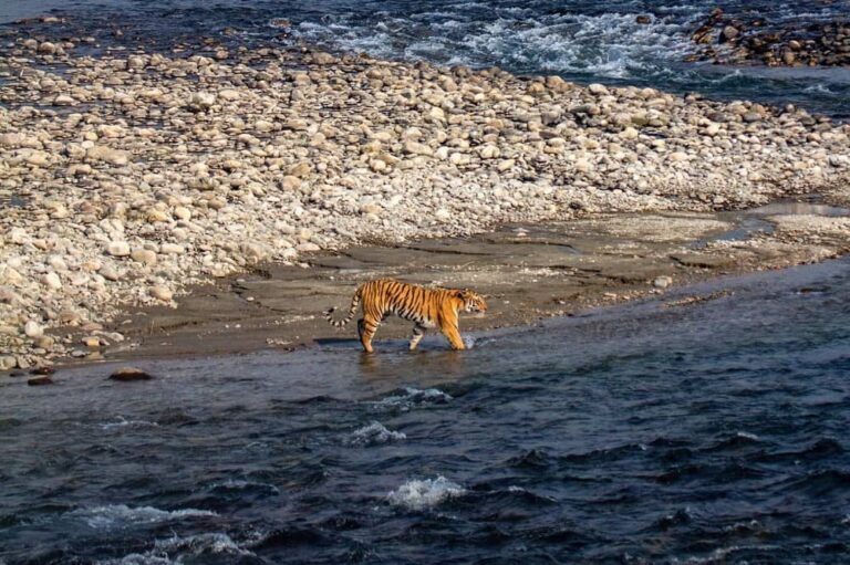 Rajaji Tiger Reserve Conservation Foundation