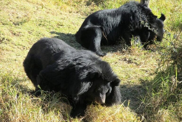 Nainital Zoo